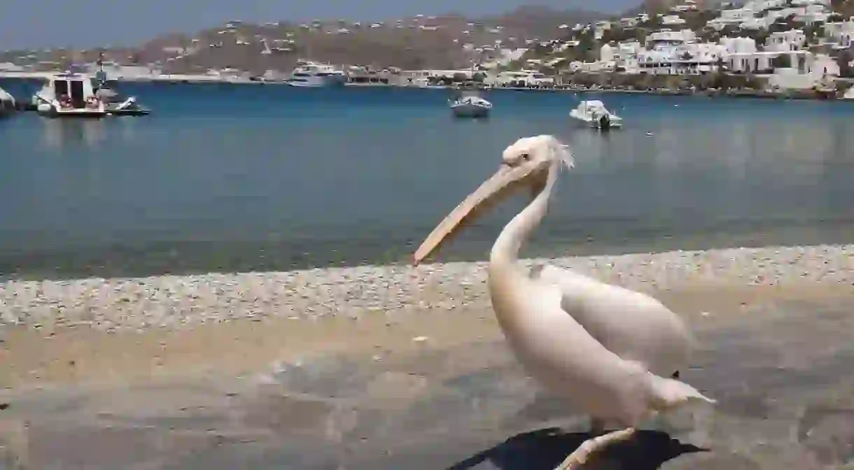 One of the three pelicans of Mykonos