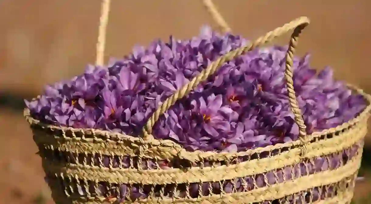 Saffron flowers