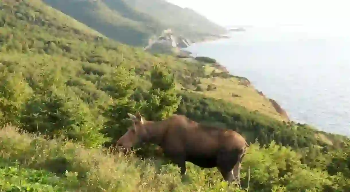 Moose along the Cabot Trail in Cape Breton Highlands National Park near Cheticamp, Nova Scotia, Canada