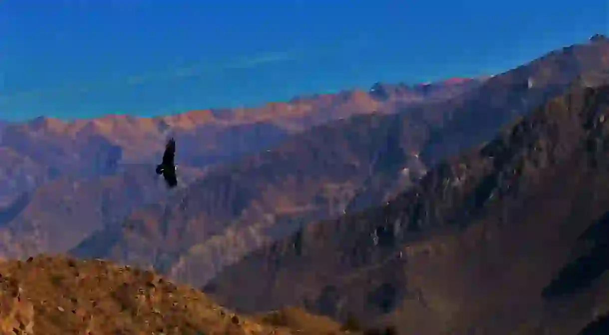 Colca Canyon in Arequipa, Peru