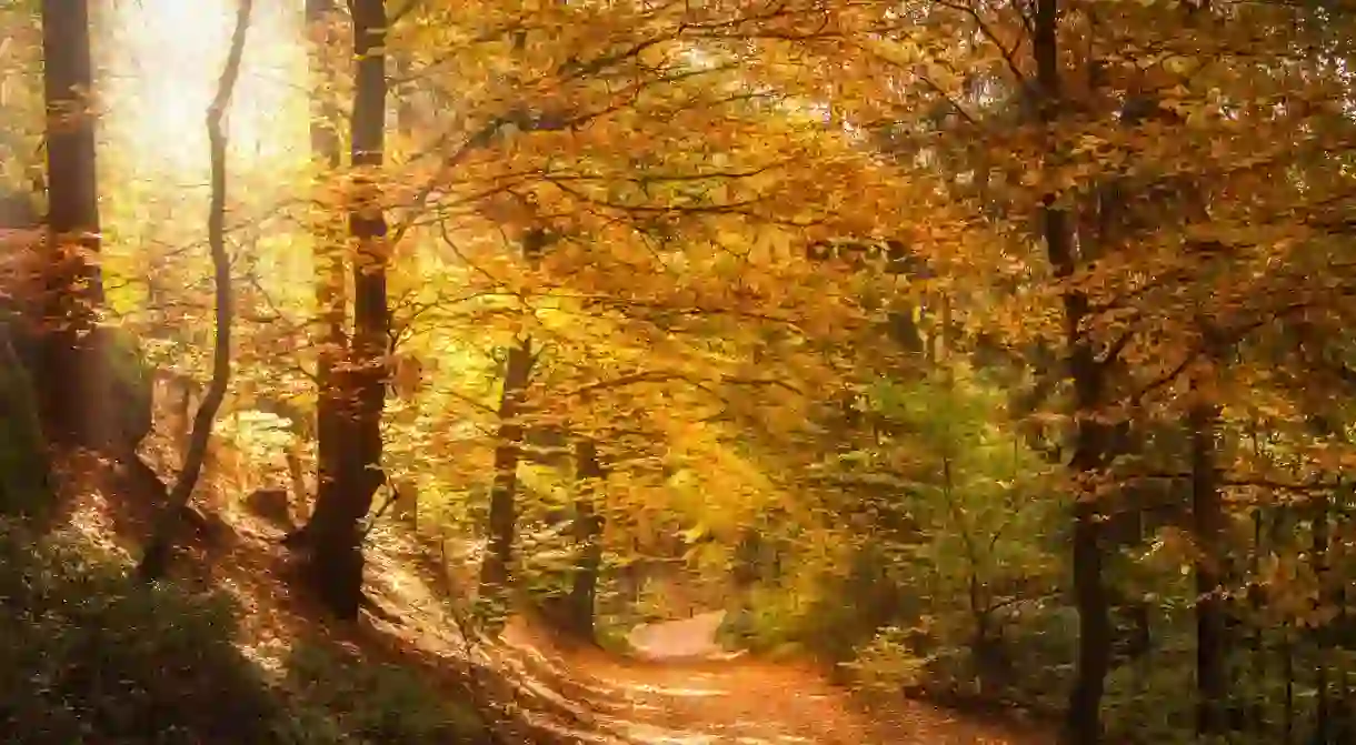 Discover Romanias extraordinary forests