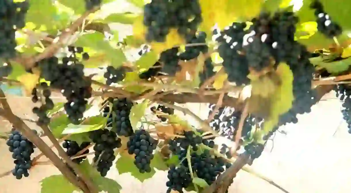 Georgian grape