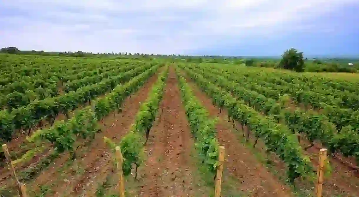 Tatulashvili Family Vineyards