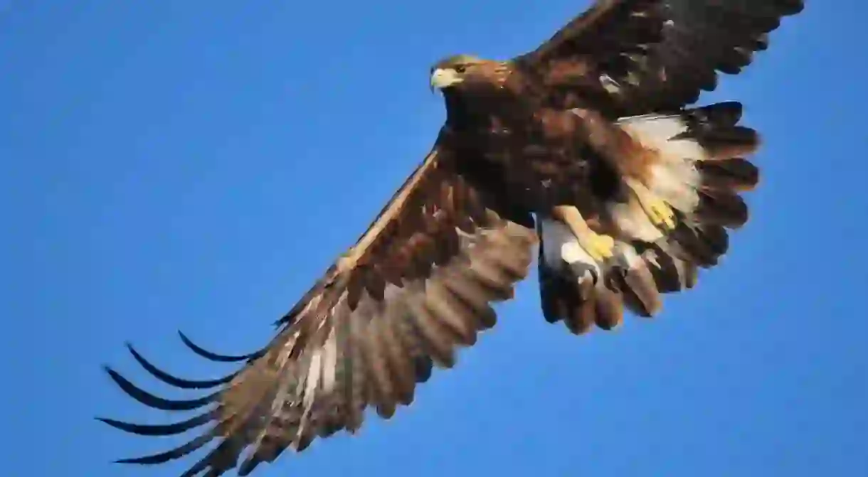 The golden eagle has made a comeback in Switzerland