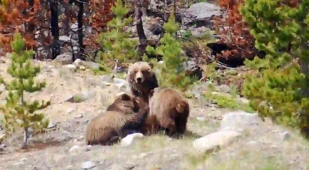 Grizzly mother with her cubs