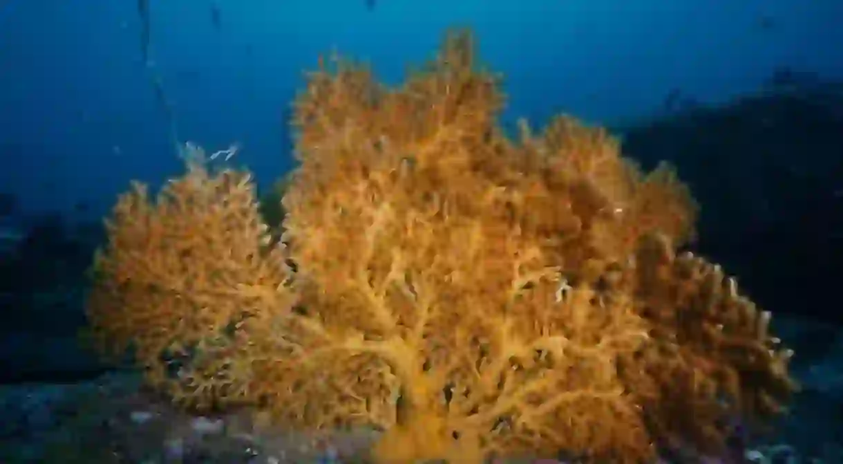 Coral reef off the coast of Sri Lanka