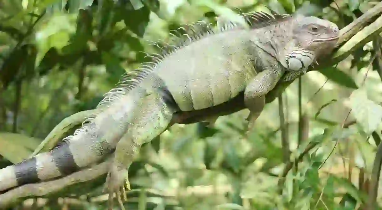 Green iguanas are often found in trees