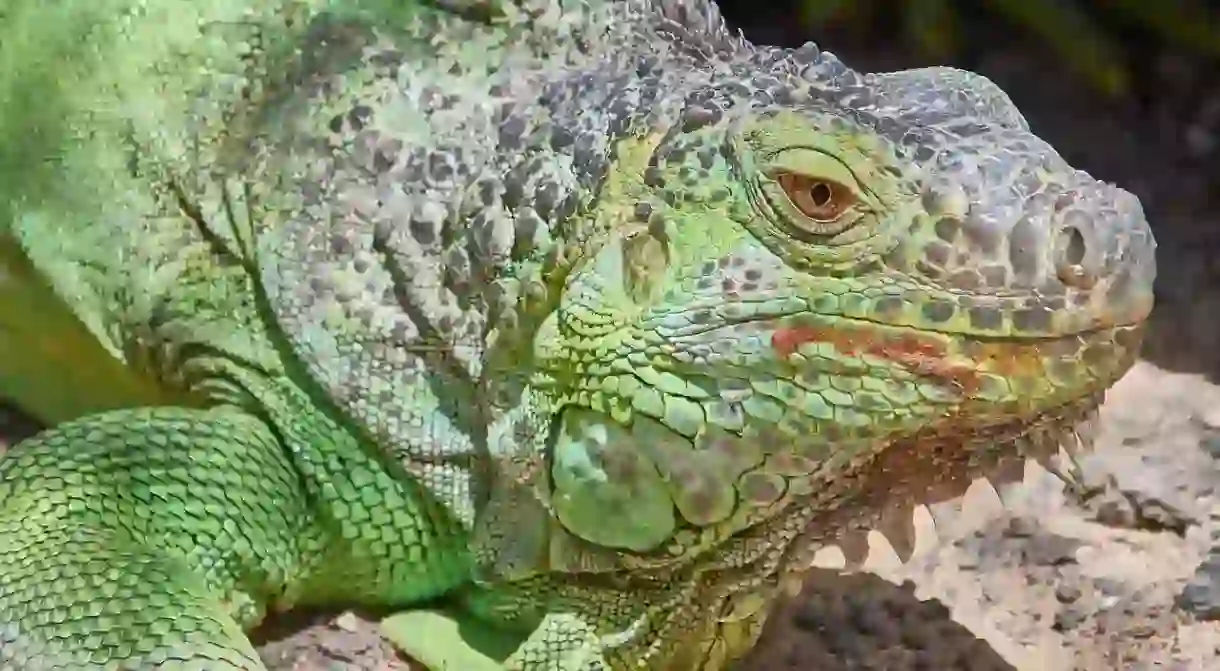 Green Iguana