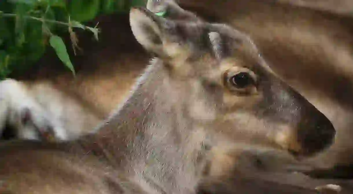 Reindeer calf