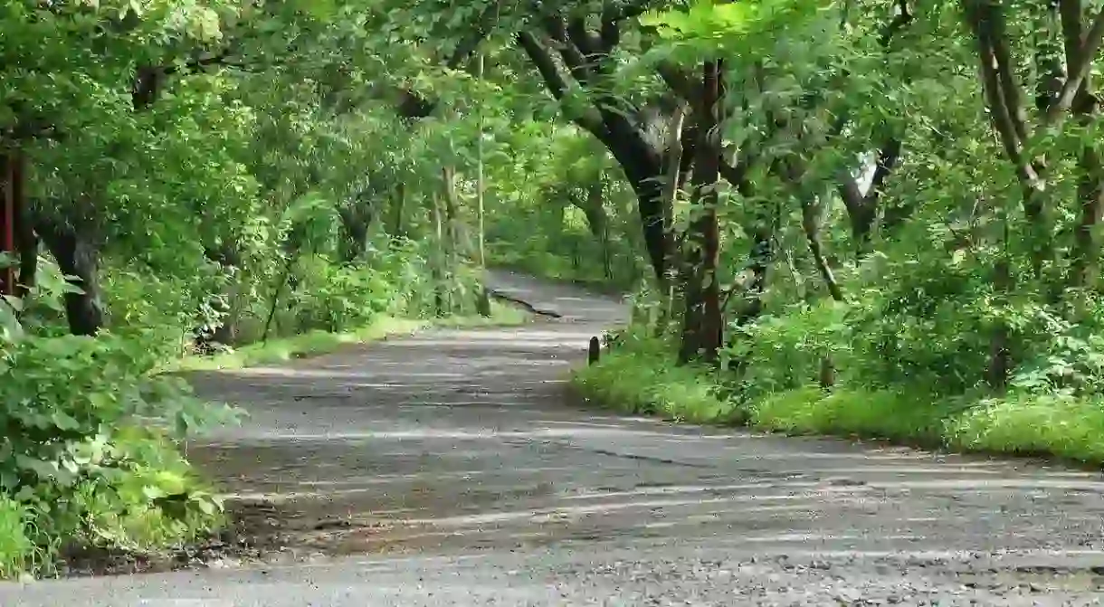 A pathway with a green canopy of trees inside the Sanjay Gandhi National Park in Mumbai