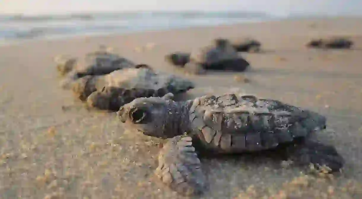 Hatchling turtles