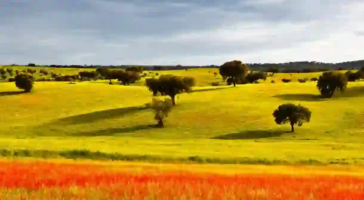 Alentejo during springtime