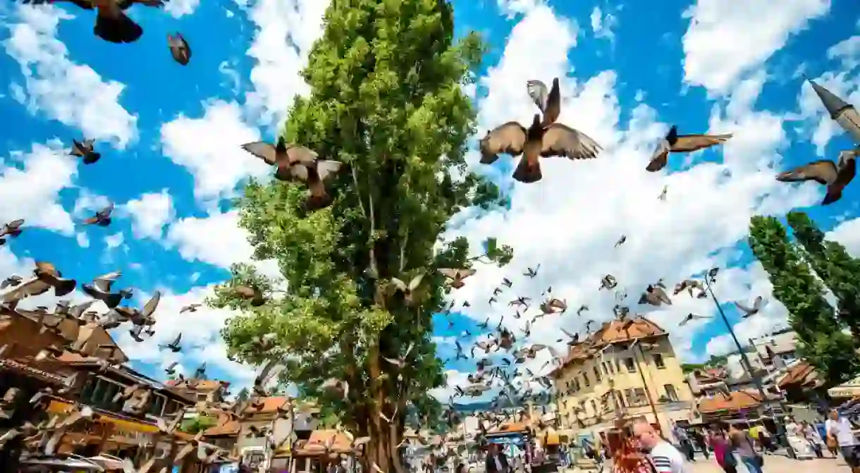 Pigeons in the Old Bazaar, Sarajevo