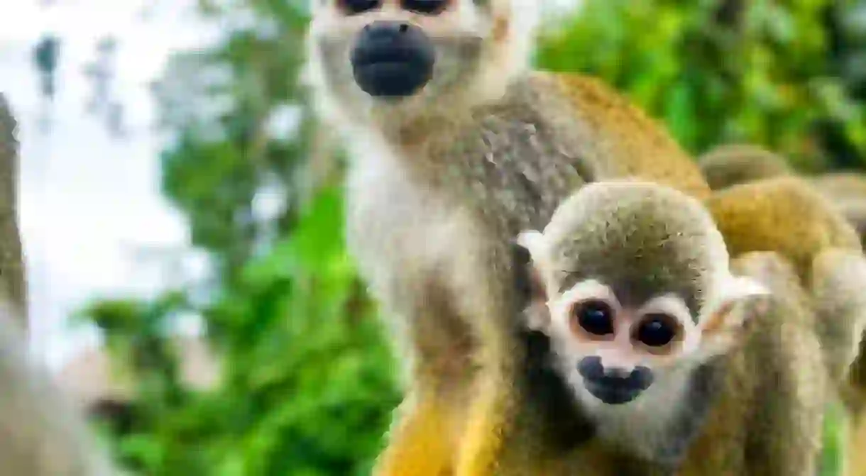 Squirrel Monkeys in the Amazon