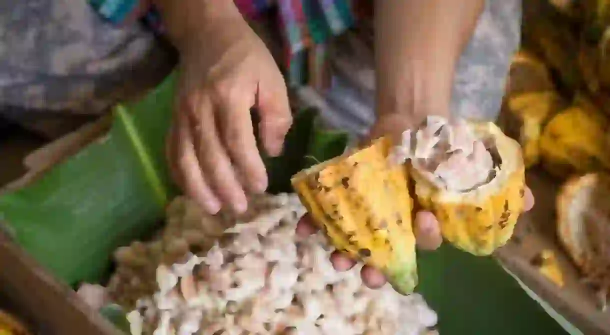 Raw Cocoa Pod