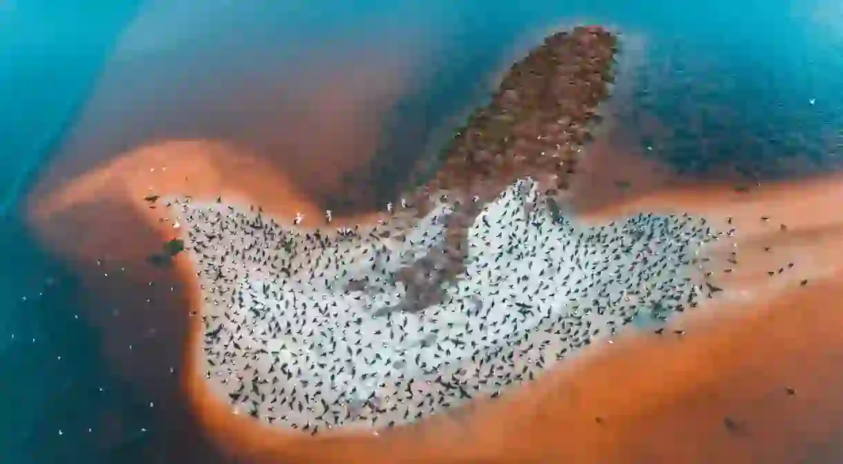 Bird Island, Australia