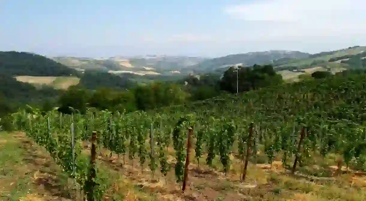 Vineyard in Oltrepò Pavese