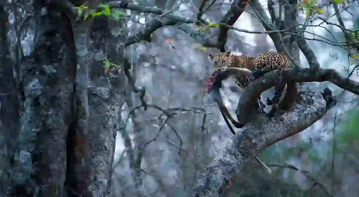 Leopard with monkey kill