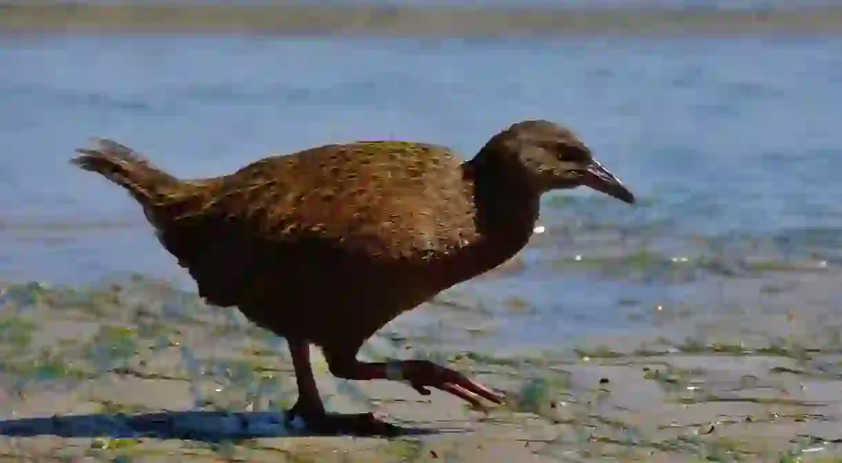 Stewart Island weka on the beach