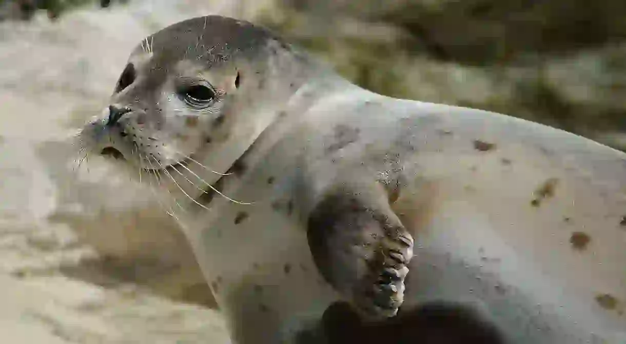 A species of an earless seal