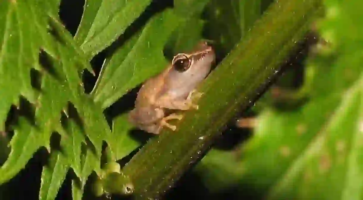 Coquí frog