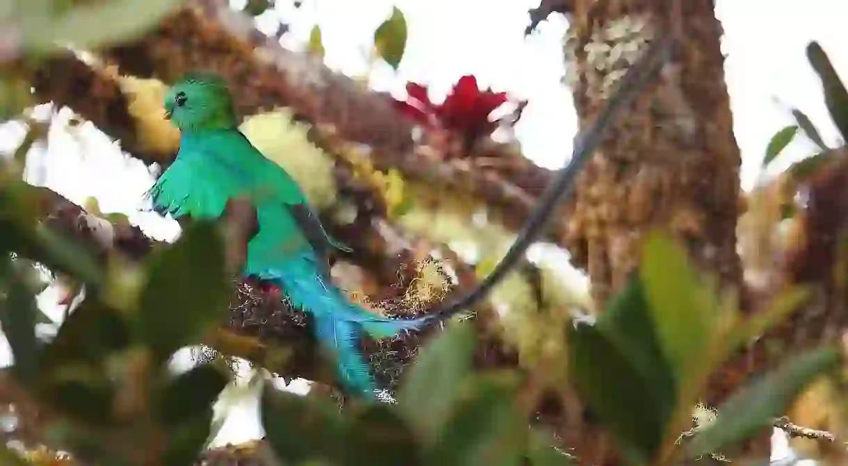 Guatemalas national bird, the quetzal, is famous for its long tail