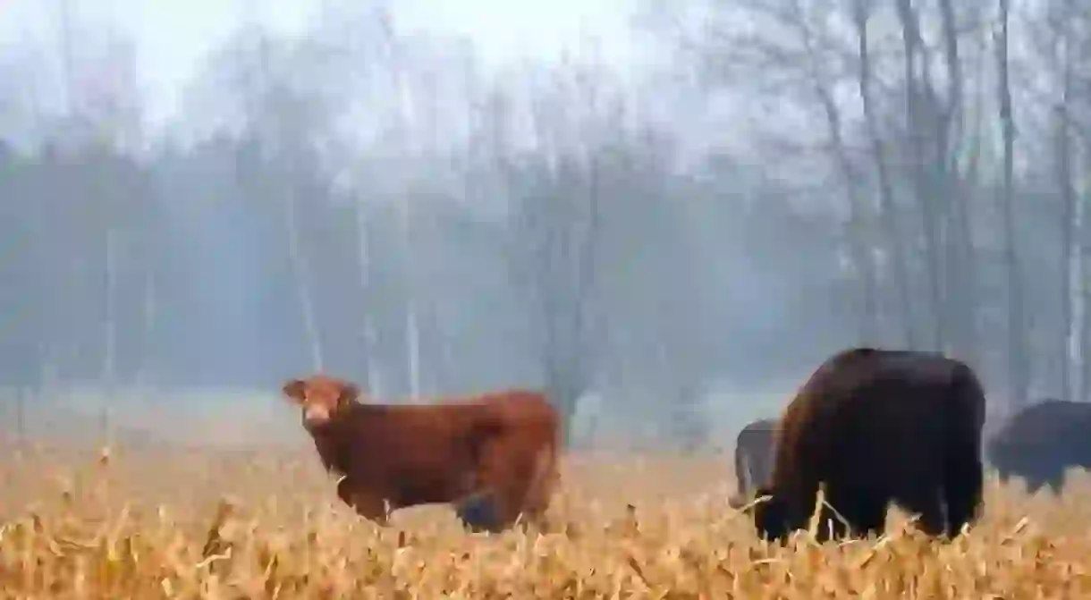 A cow amongst the Bison