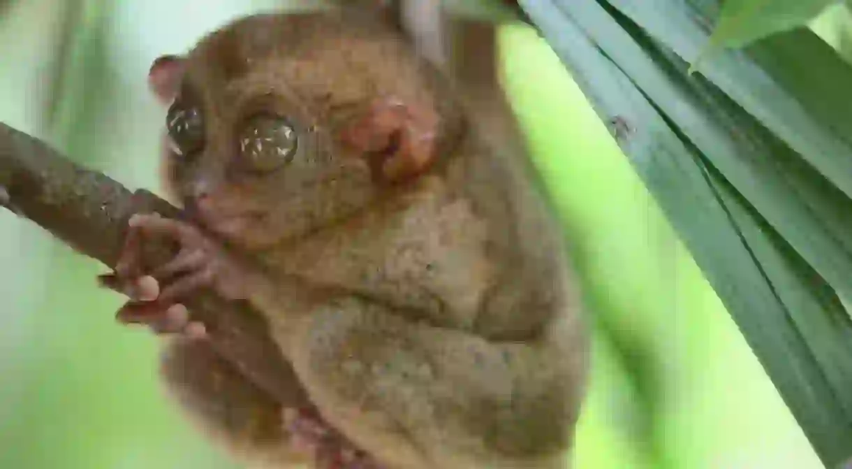 Tarsiers of Bohol