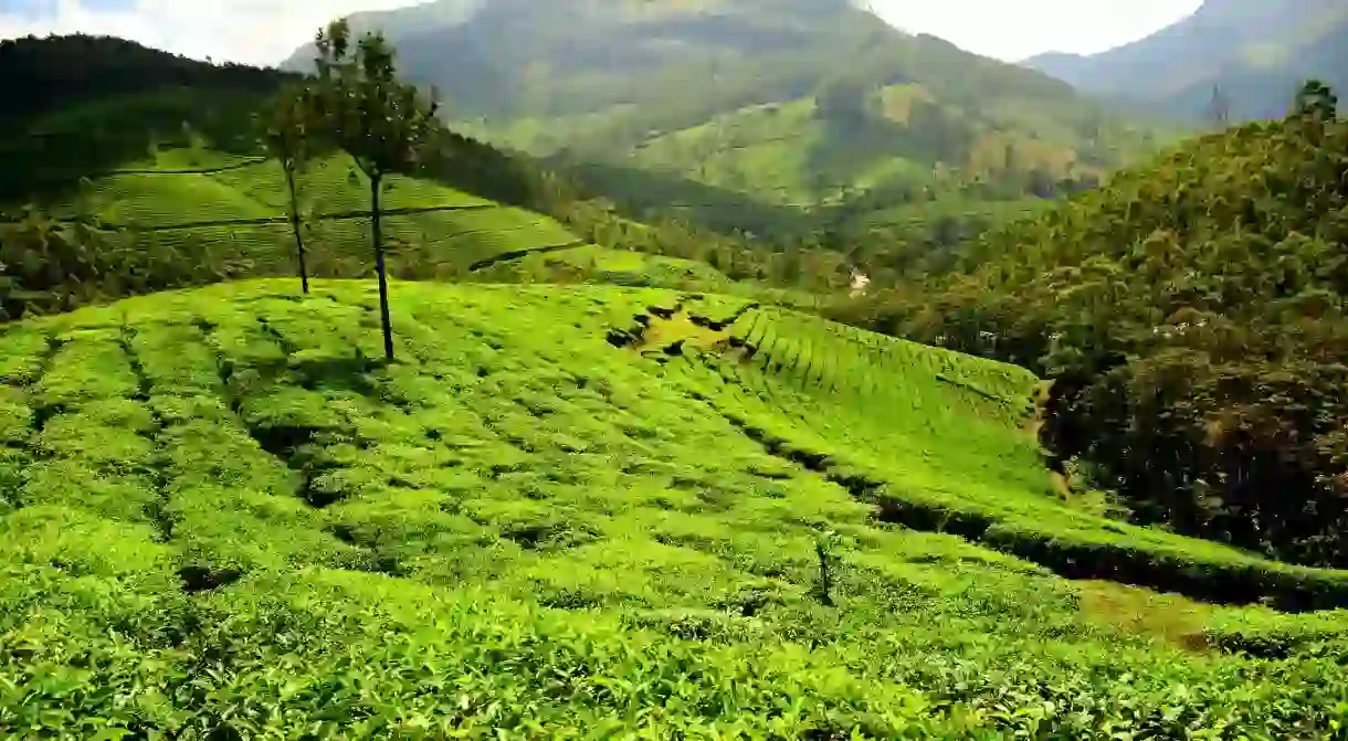 Munnar in Kerala is best-known for its tea plantations