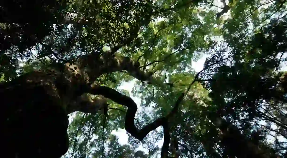 A sacred forest provides the timber to rebuild Ise Shrine every 20 years