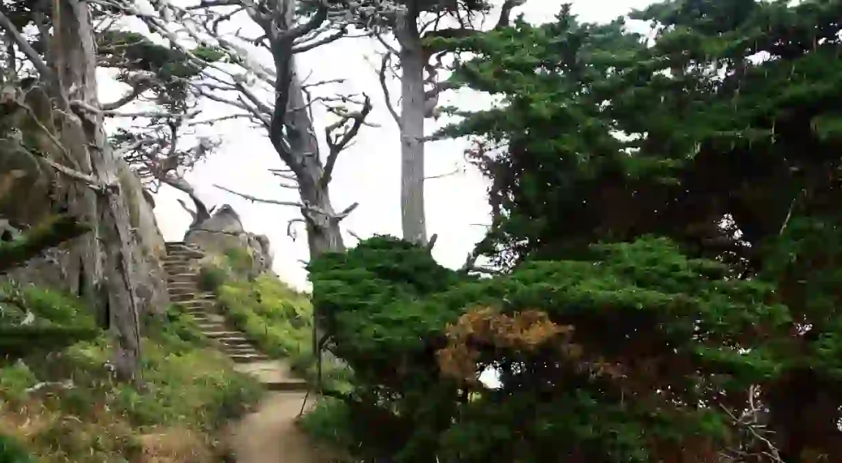 Point Lobos State Reserve - Cypress Grove Trail in the Allen Memorial Grove