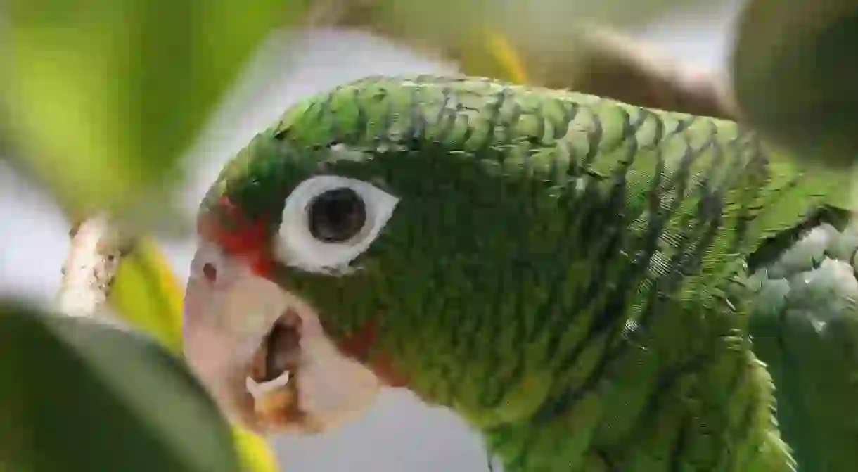 Endangered Puerto Rican Parrot