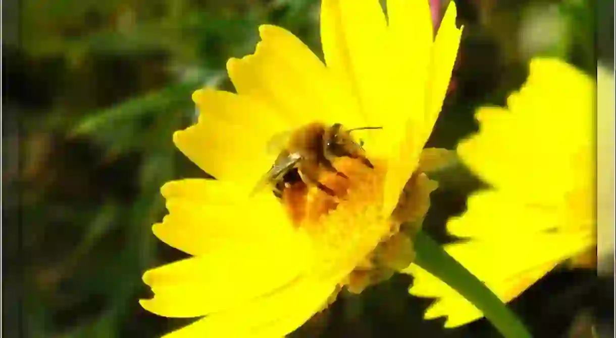 Maltese Honey Bee