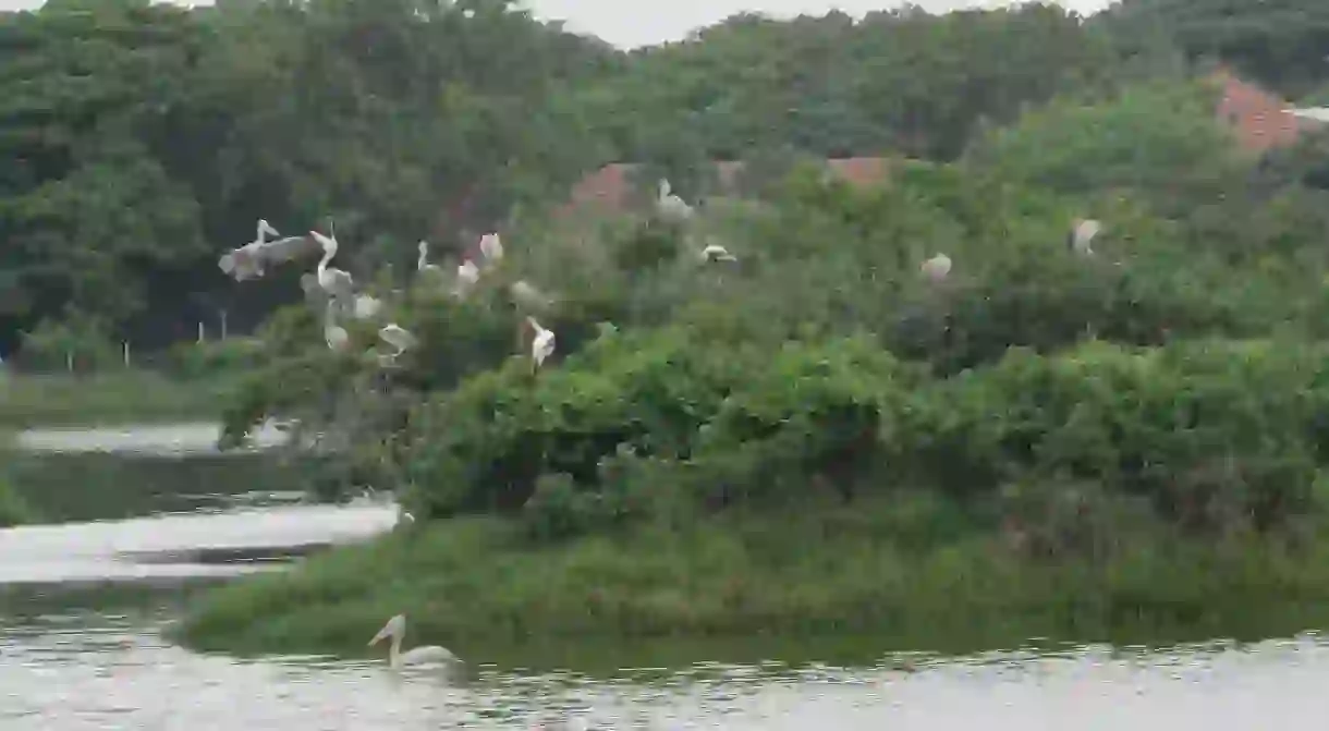 Migratory birds at the Tholkappiar Eco Park in Adyar