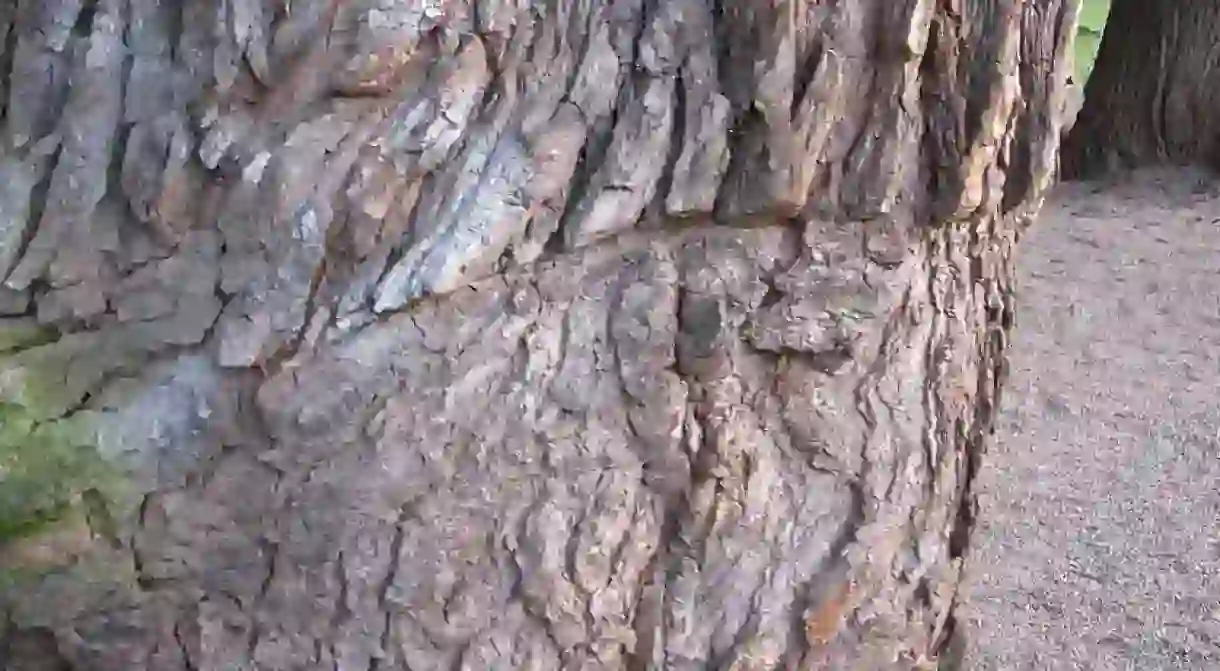 One of the battle scars left on an Elm Tree in Kungstradgarden