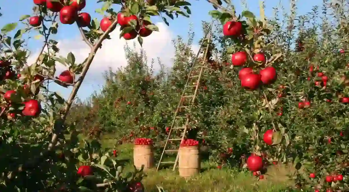 Apples orchard © Pixabay/lumix2004