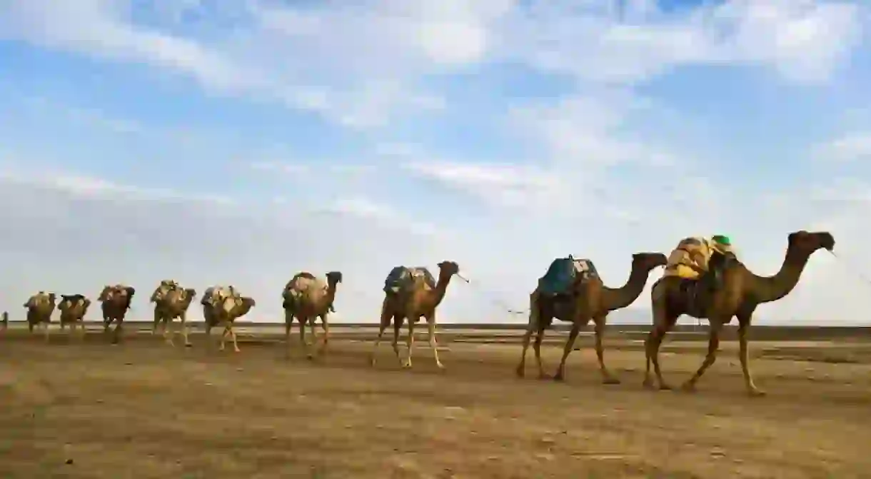 The best way to traverse the desert is by camel