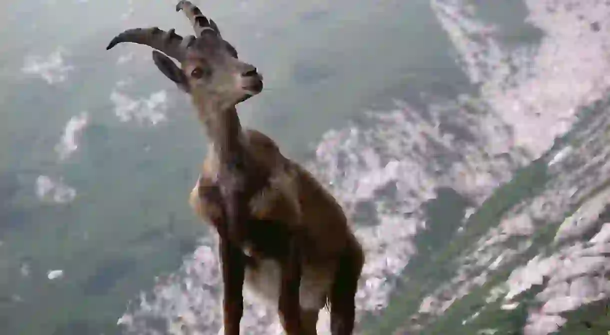 Ibex in the Swiss Alps