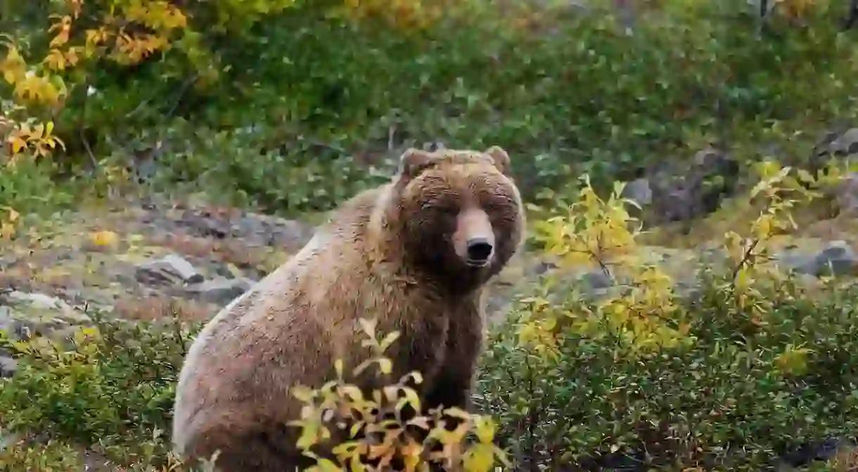 The Alaska grizzly looks similar to the now-extinct California grizzly bear