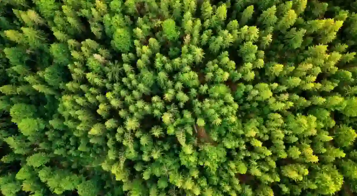 A new perspective of an old forest