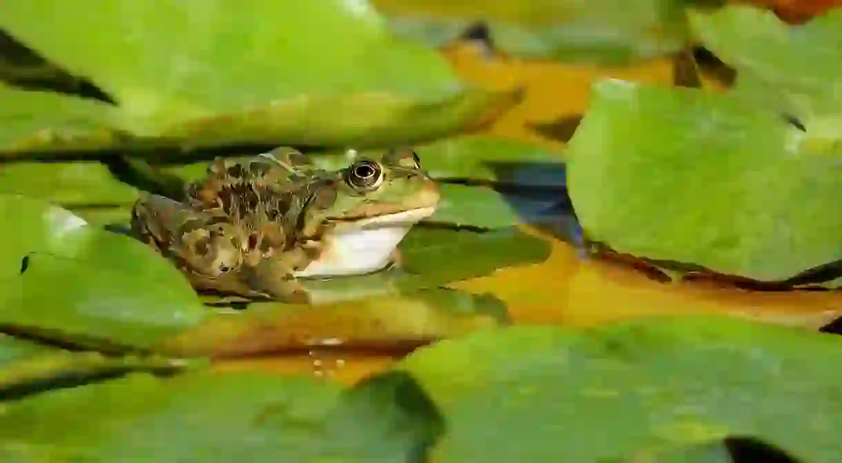 Some see a beautiful frog, Francois Perrier saw a taxidermic opportunity