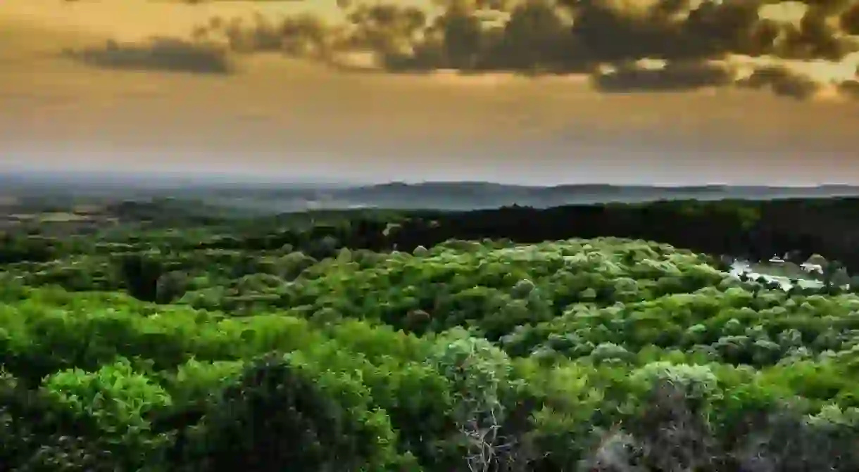 The magnificent greenery of Fruška Gora