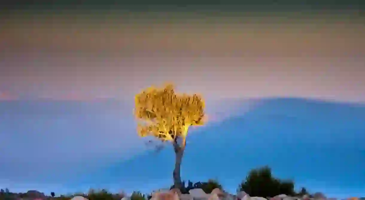 Tree atop the Gorakh Hills