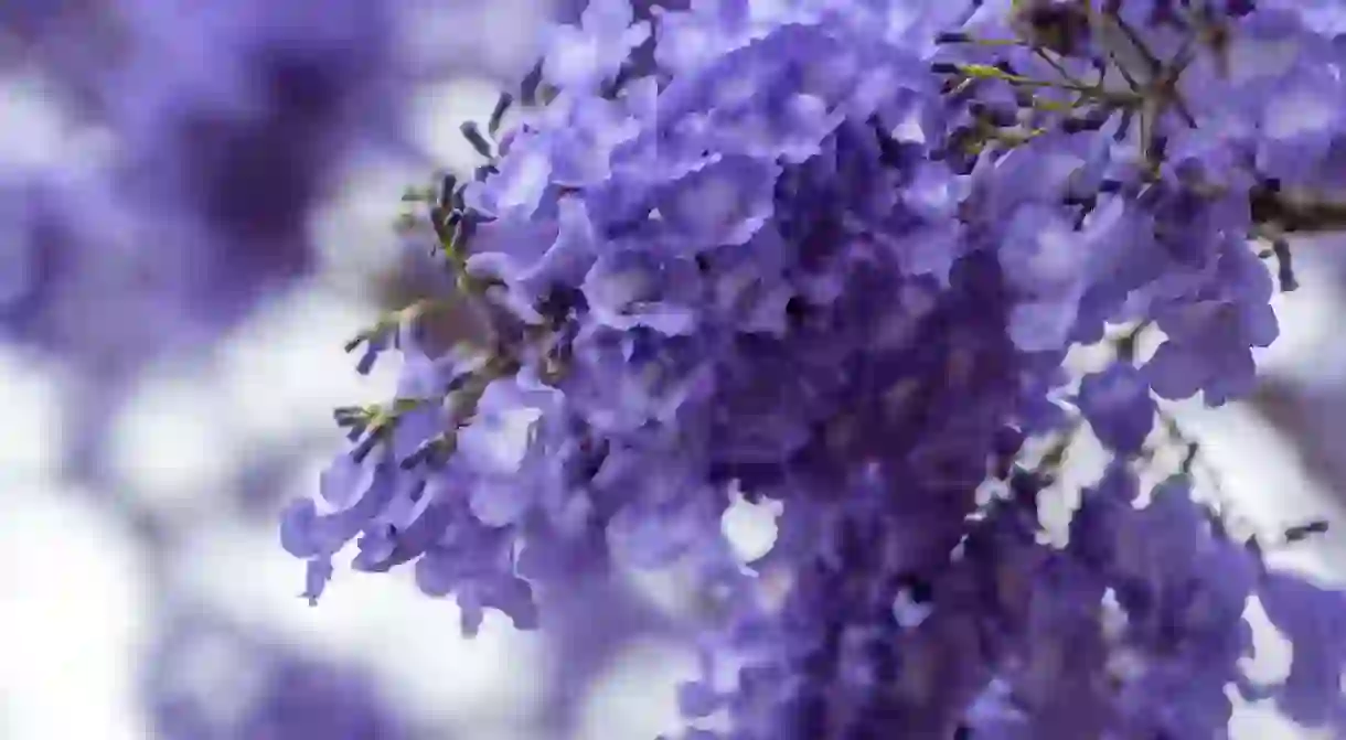 Closeup of jacaranda flowers