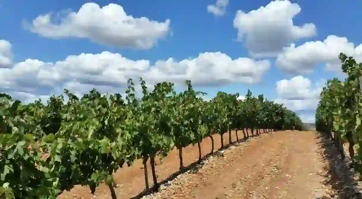 A vineyard in La Rioja, Spain