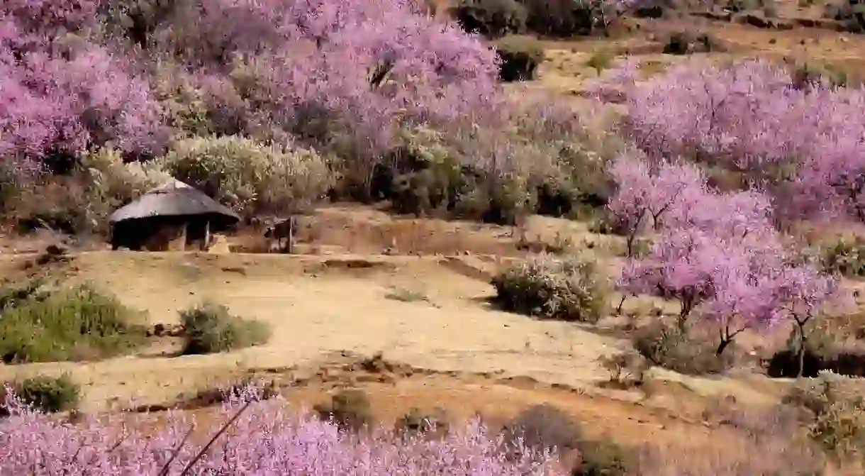 Peach blossoms add pops of colour to the landscape