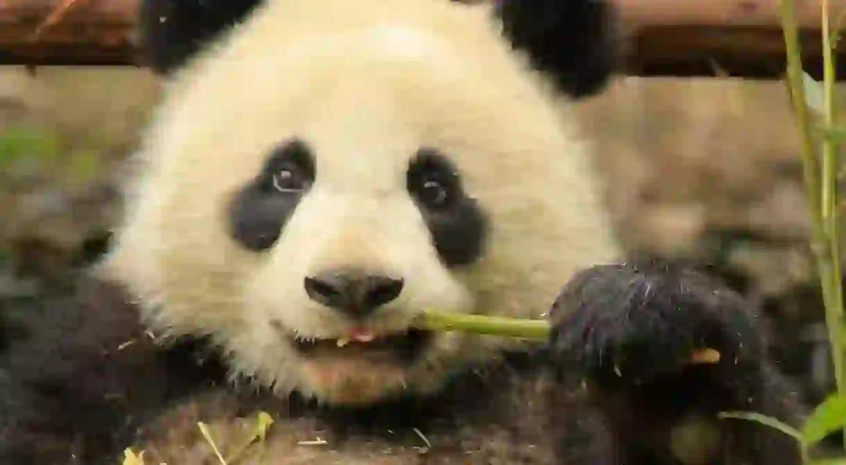 Young Panda in Chengdu Panda Base