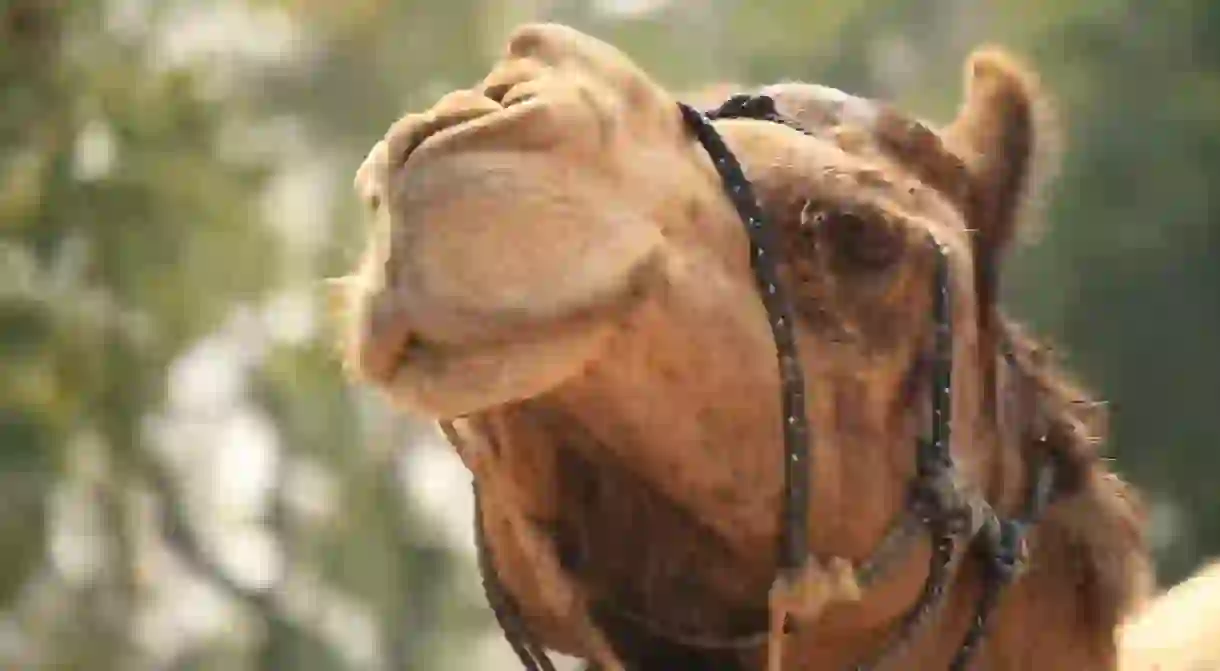 Kazakh camel