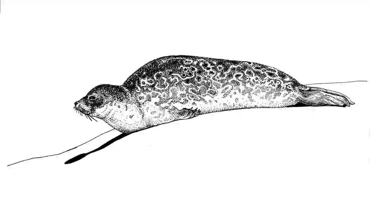 Illustration of a ringed seal