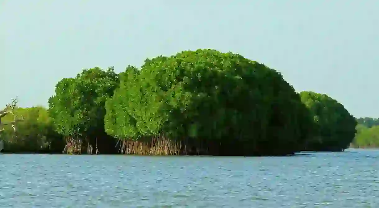 The Pichavaram Mangrove Forest is one of the largest in the country